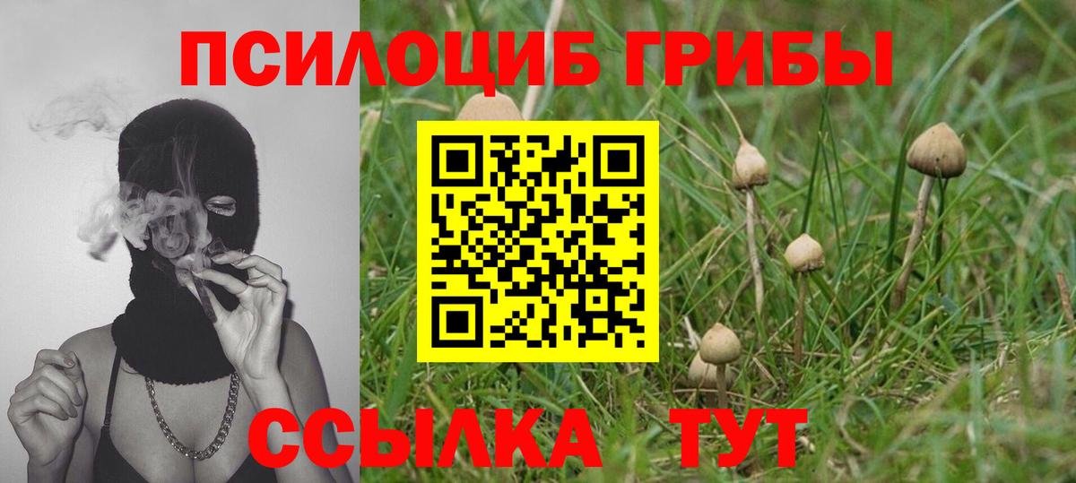 Псилоцибиновые грибы Psilocybe Печора